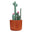 Bottle Cleaning Brush Set  Cactus/Brown