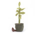 Amuseable Potted Plants Bamboo