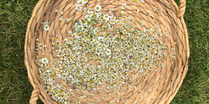 Basket of Chamomile