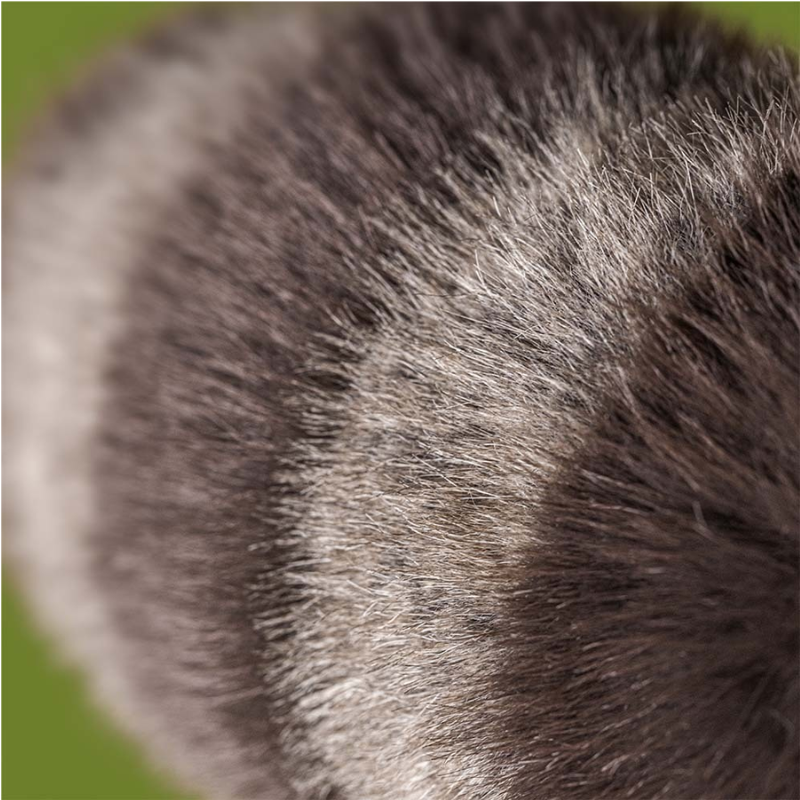 Trixiwoo Raccoon Plush Toy