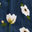 White Anemone