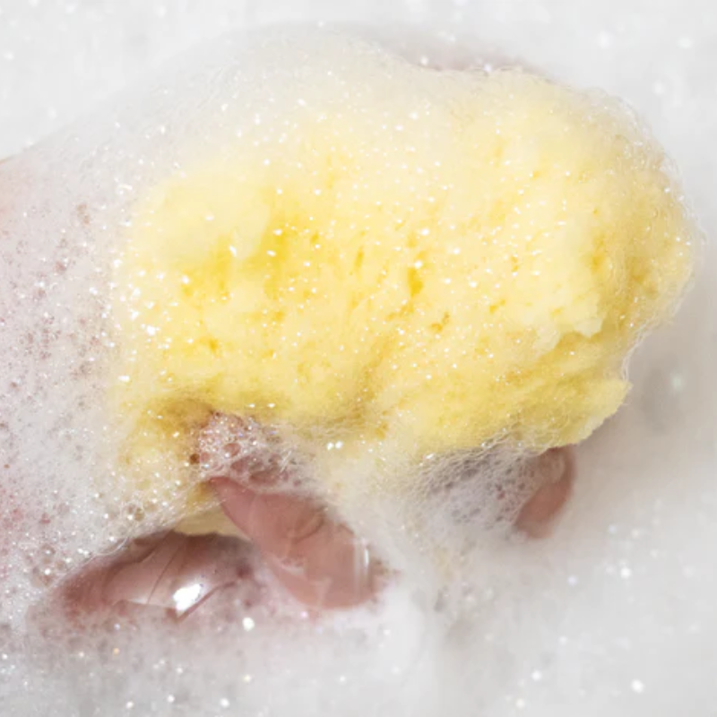 Sandy The Sea Sponge