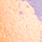 Mars (Orange/Purple)