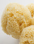 Honeycomb Sponge