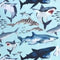 Shark