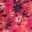 Light Fraise