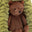 Forest Fauna Bear