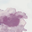 Cotton Candy